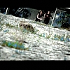 Filename=266.jpg
Filesize=143KiB
Dimensions=640x480
Date added=Oct 05, 2010 266.jpg